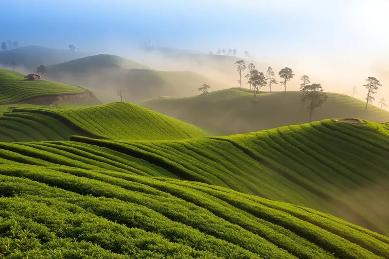 Nuwara Eliya, Hill Country, Sri Lanka